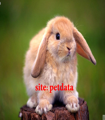 فروش خرگوش | فروش بچه خرگوش | فروش خرگوش لوپ
