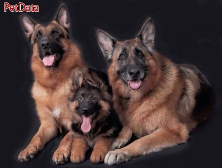  اينستاگرام مربي تربيت سگ  کاوند 09125710949 آموزش سگ خانگي تهران