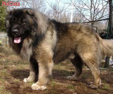 سگ قفقازي نژاد اصيل