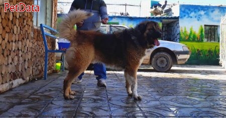 فروش سگ قفقازي نگهبان 