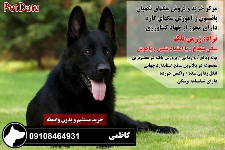 فروش سگ ژرمن شپرد اصيل 09108464931