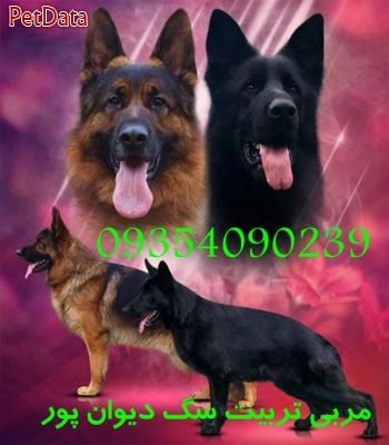 مشاوره خانم  تربيت سگ  دوره آموزش به سگ  شرق تهران  خانم مرادي 09128340811