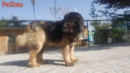 فروش سگ هاي قفقازي