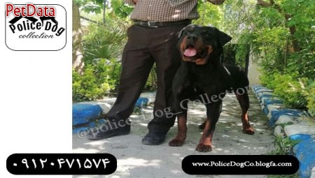 فروش ويژه سگ روتوايلر سگ پليس آمريکا