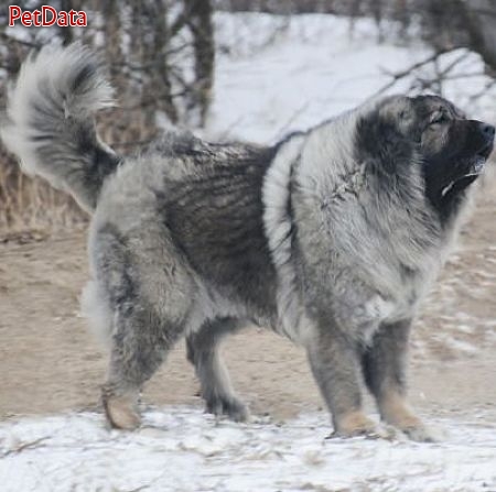 سگ قوي هيکل و درشت قفقاز غول پيکر