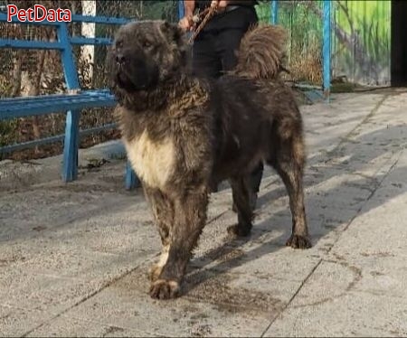 فروش سگ قفقازي 