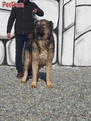 فروش سگ هاي قفقازي بالغ درشت با قيمت عالي