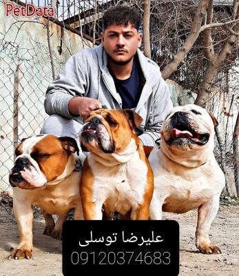 فروش و مشاوره و خريد سگ در مجموعه سگ هاي نگهبان