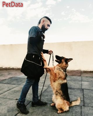 ,مربي سگ/تربيت سگ/آموزش سگ 