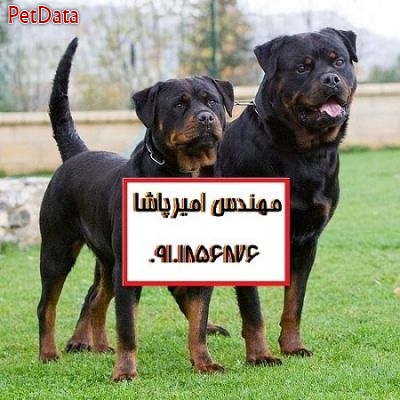ÙØ±ÙˆØ´ ØªÙˆÙ„Ù‡ Ø³Ú¯ Ø±ÙˆØª ÙˆØ§ÙŠÙ„Ø± Ù‚ÙŠÙ…Øª ØªÙˆÙ„Ù‡ Ø³Ú¯ Ø±ØªÙˆØ§ÙŠÙ„Ø± Ø®Ø±ÙŠØ¯ Ø³Ú¯ Ø±ØªÙØ§ÙŠÙ„Ø± ÙØ±ÙˆØ´ Ø³Ú¯ Ø±ÙˆØªÙˆØ§ÙŠÙ„Ø±