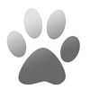 فروش توله سگ هاي ژرمن شپرد اصيل با قيمت استثنايي  شفق ديوان پور ۰۹۳۵۴۰۹۰۲۳۹