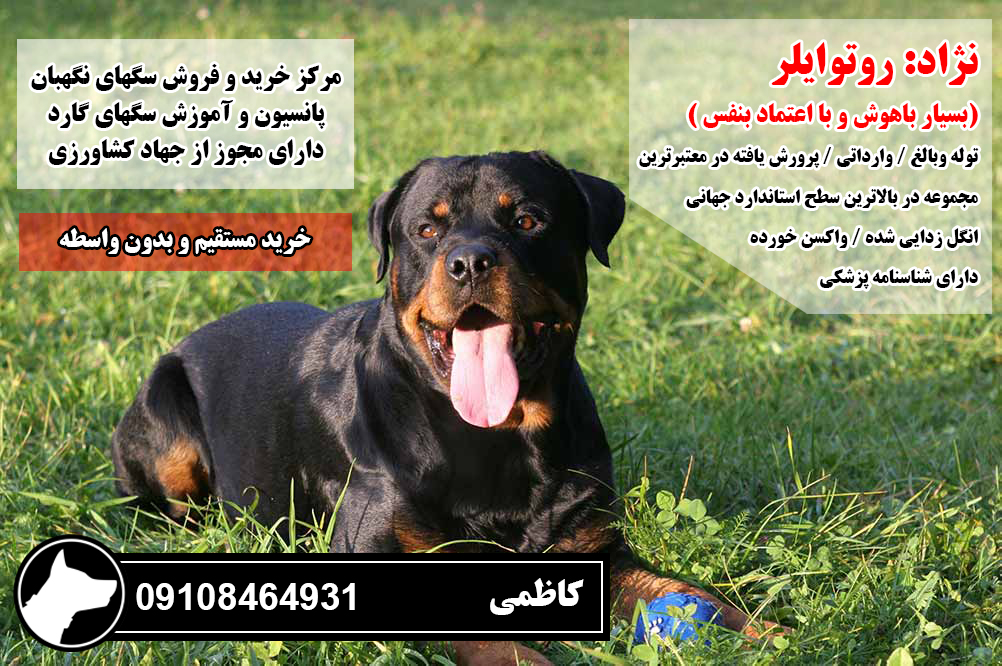 فروش سگ روتوايلر اصيل بدون واسطه 09108464931
