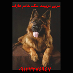آموزش تربيت دشتشويي به سگ  خانم عارف  09122374947