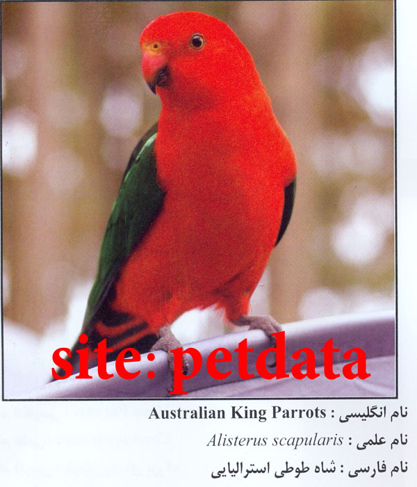فروش شاه طوطی استرالیایی