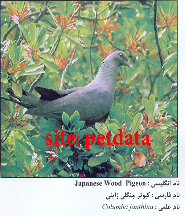 کبوتر جنگلی ژاپنی