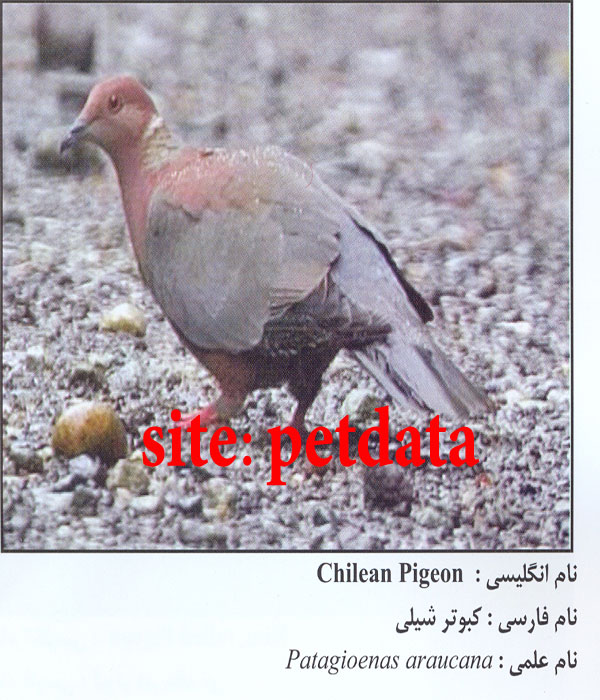 کبوتر شیلی
