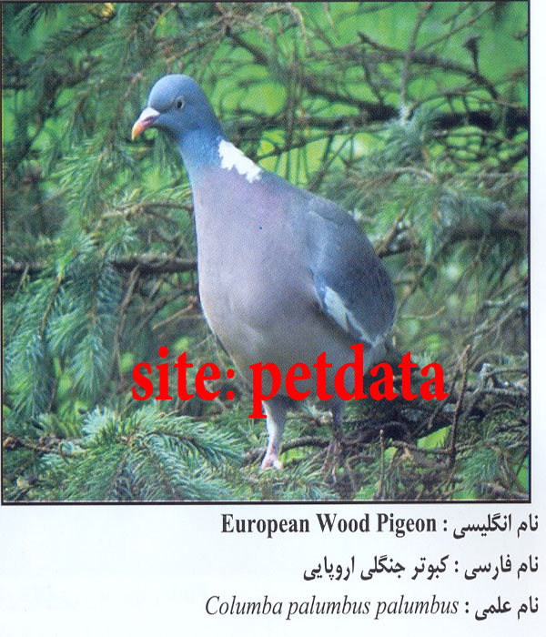 کبوتر جنگلی اروپایی