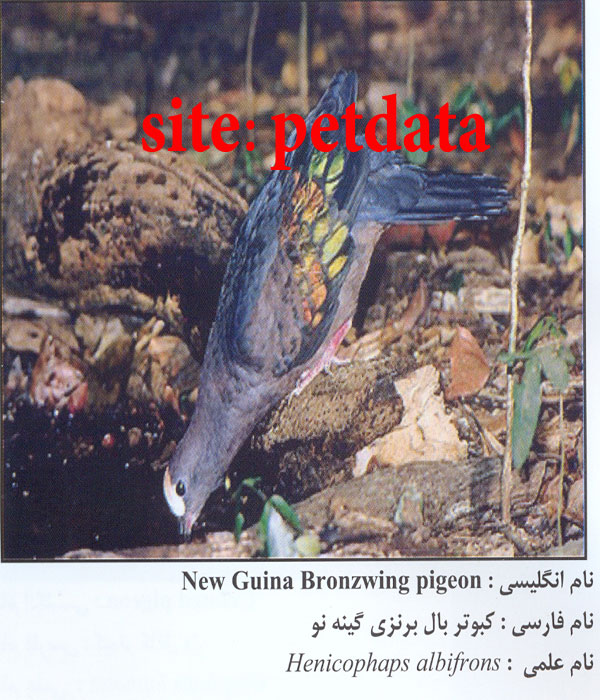 کبوتر بال برنزی گینه نو