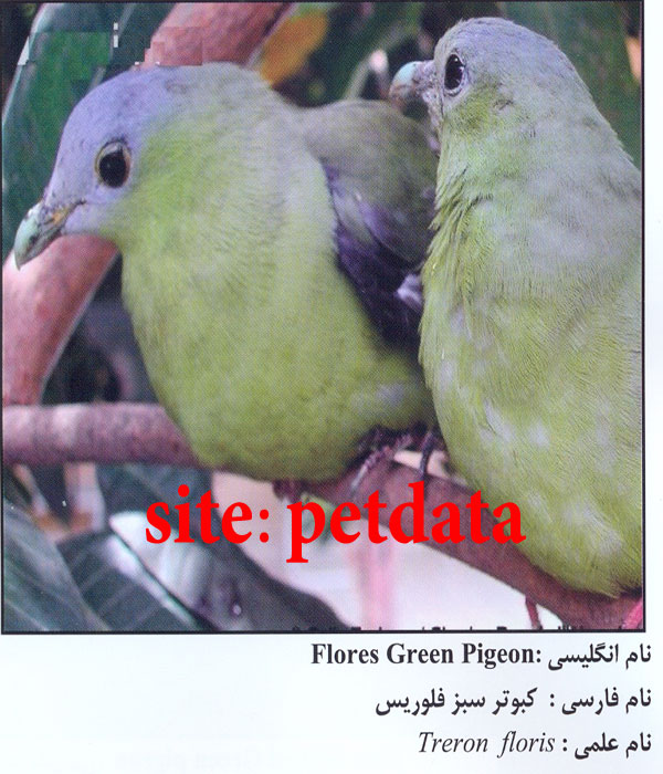 کبوتر سبز فلوریس