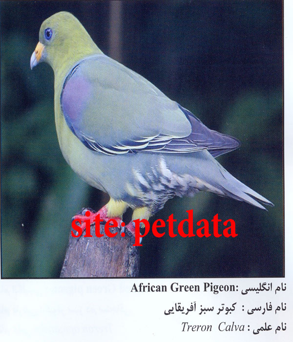 کبوتر سبز آفریقایی