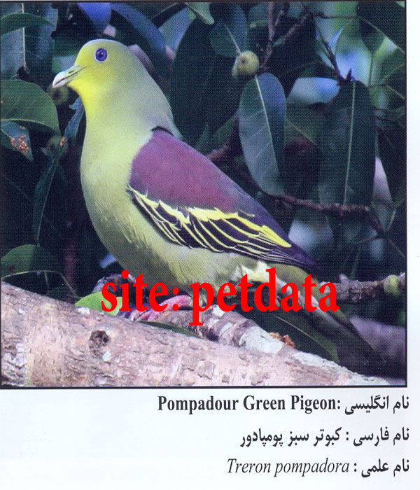 کبوتر سبز پومپادور