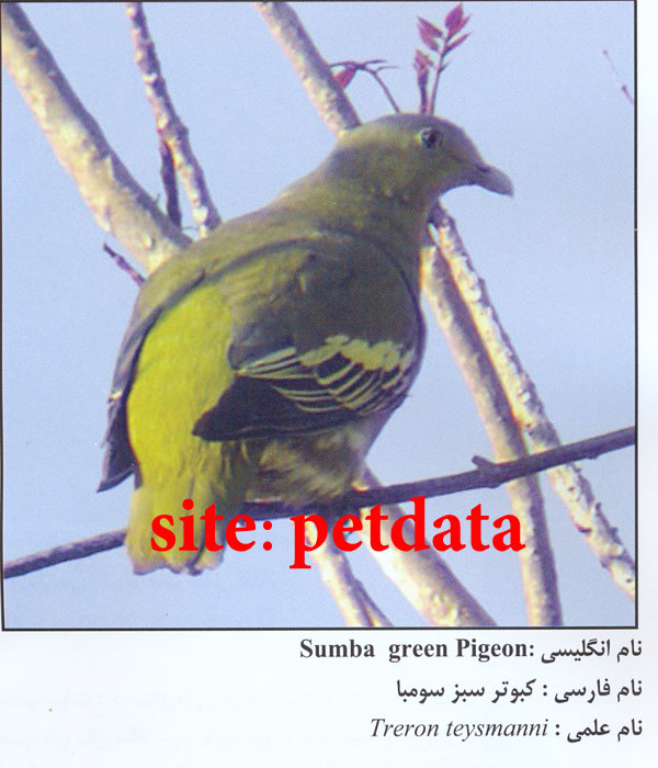 کبوتر سبز سومبا