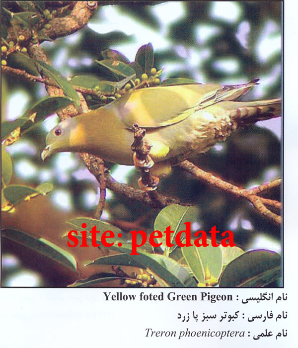 کبوتر سبز پا زرد