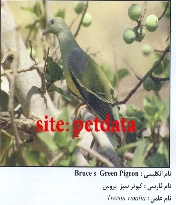 کبوتر سبز بروس