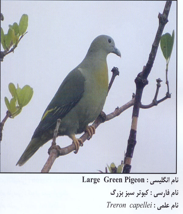 کبوتر سبز بزرگ