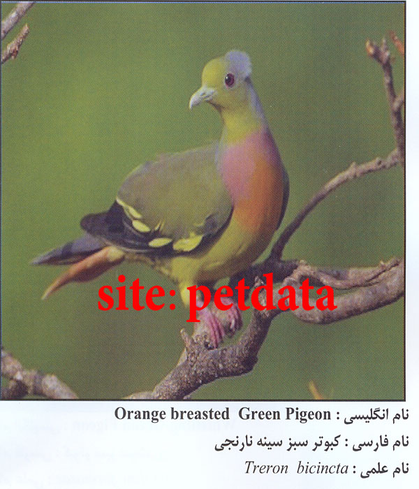 کبوتر سبز سینه نارنجی