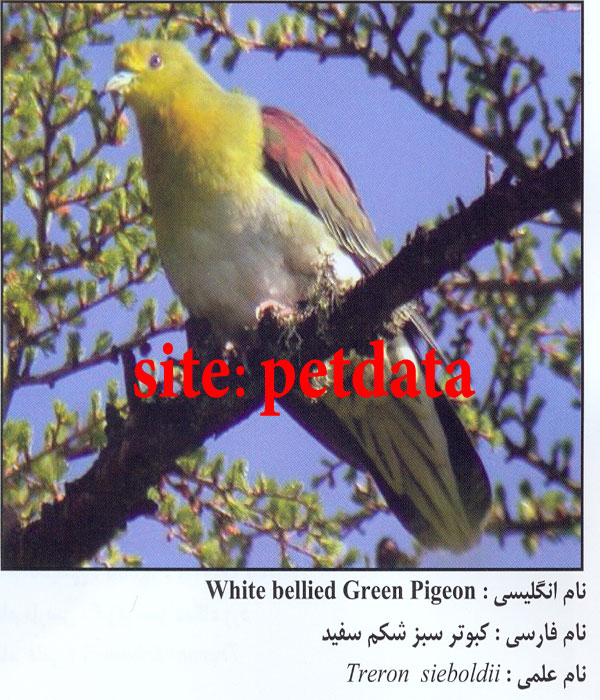 کبوتر سبز شکم سفید