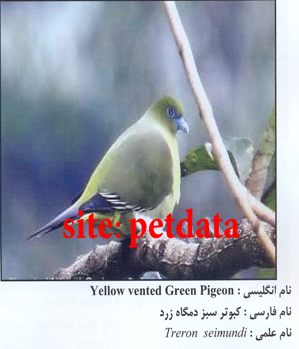 کبوتر سبز دمگاه زرد