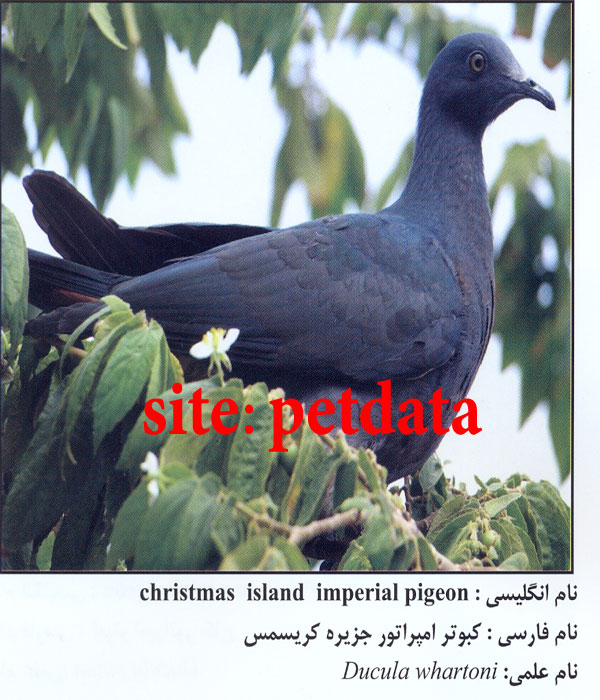 کبوتر امپراتور جزیره کریسمس