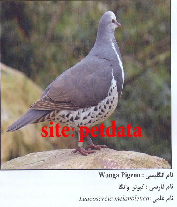 کبوتر وانگا
