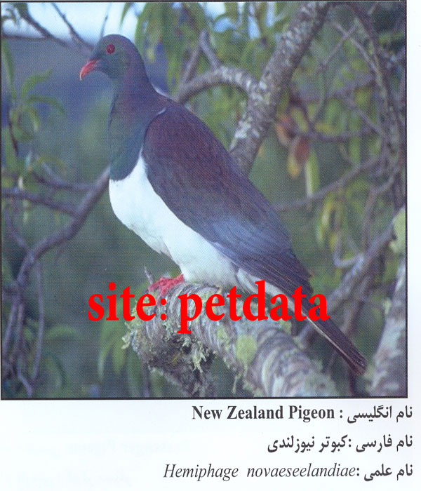 کبوتر نیوزلندی