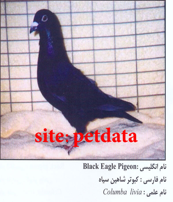فروش کبوتر شاهین سیاه