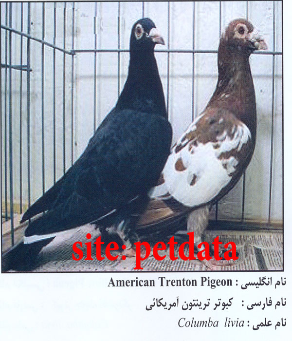 فروش کبوتر ترینتون آمریکائی