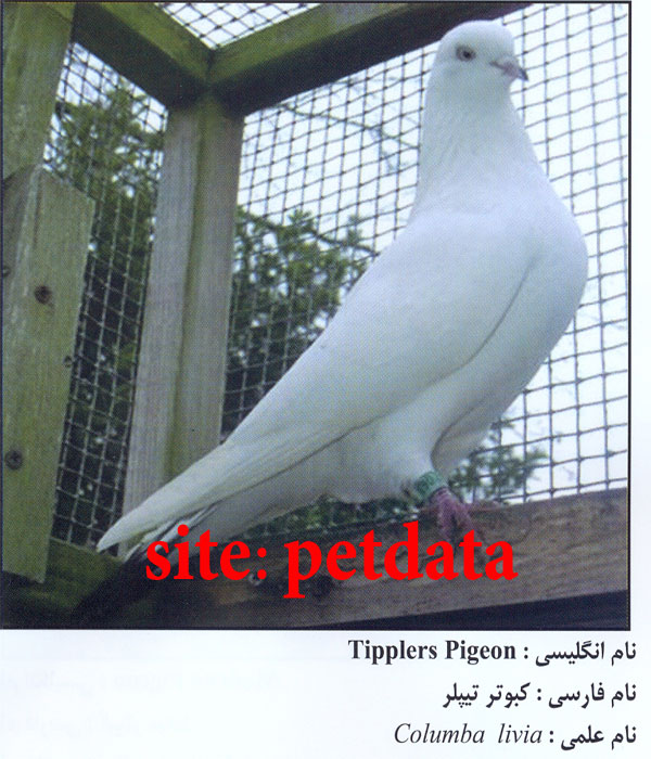 فروش کبوتر تیپلر
