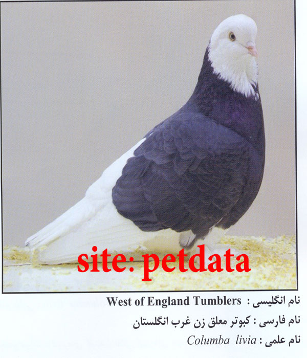 فروش کبوتر معلق زن غرب انگلستان