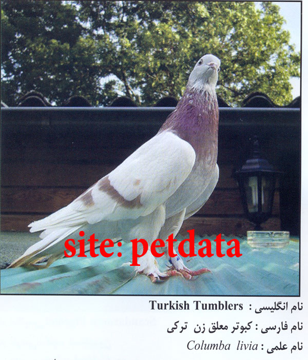 فروش کبوتر معلق زن ترکی