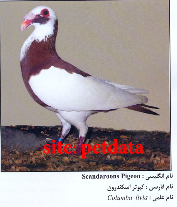فروش کبوتر اسکندرون