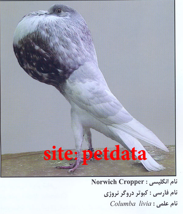 فروش کبوتر دروگر نروژی