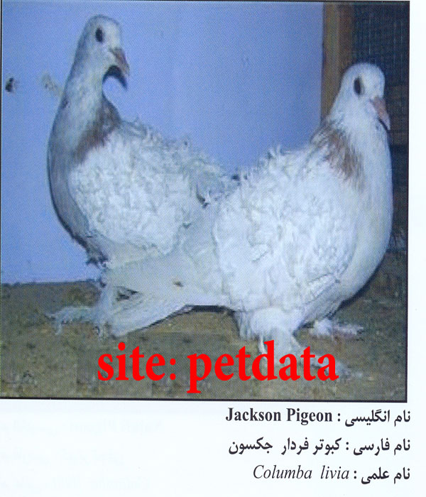 فروش کبوتر فردار جکسون