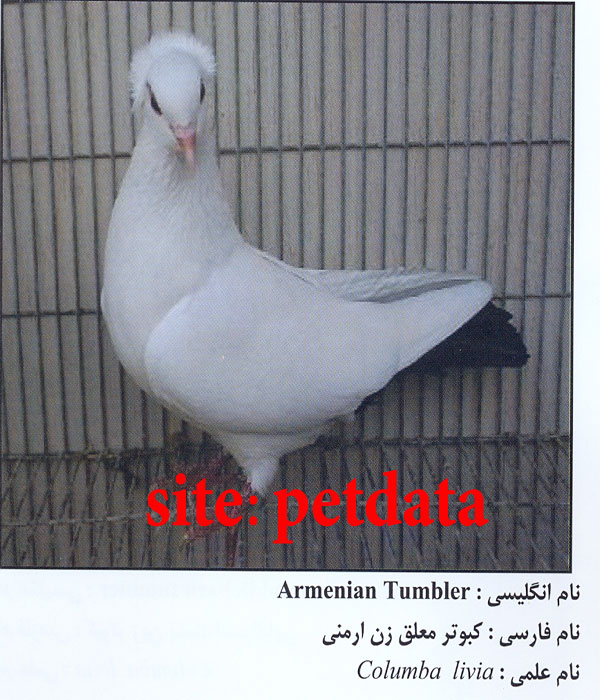 فروش کبوتر معلق زن ارمنی