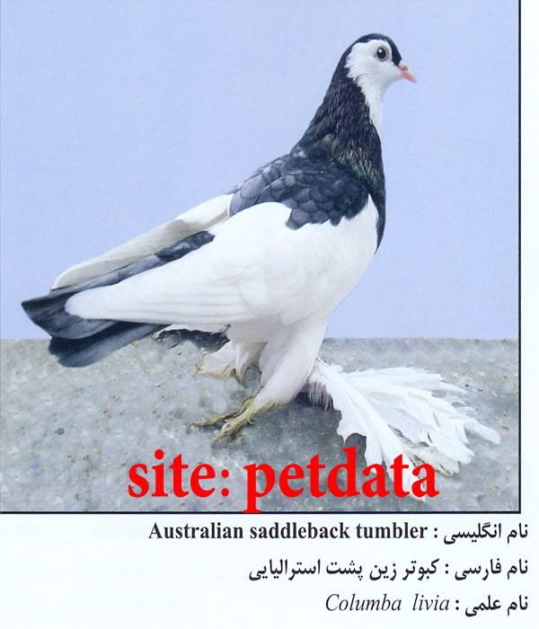 فروش کبوتر زین پشت استرالیایی