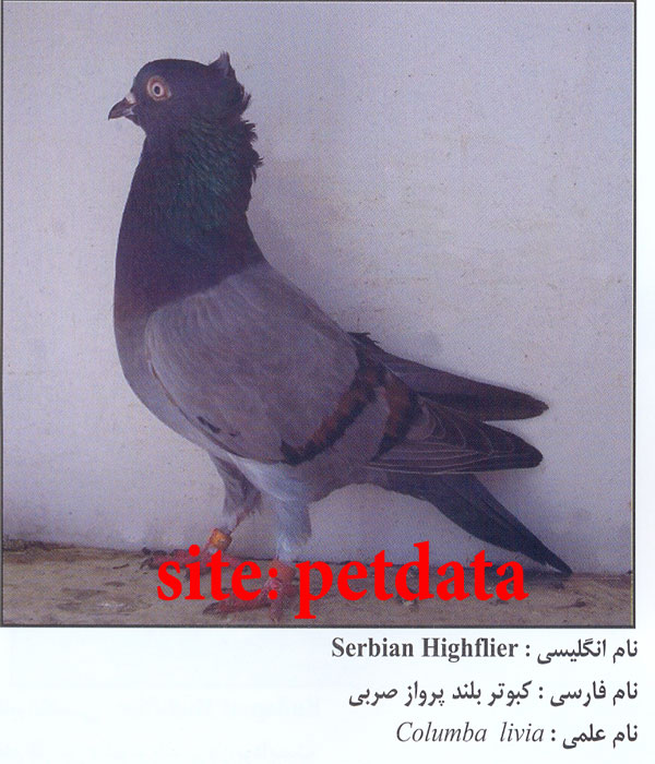 فروش کبوتر بلند پرواز صربی