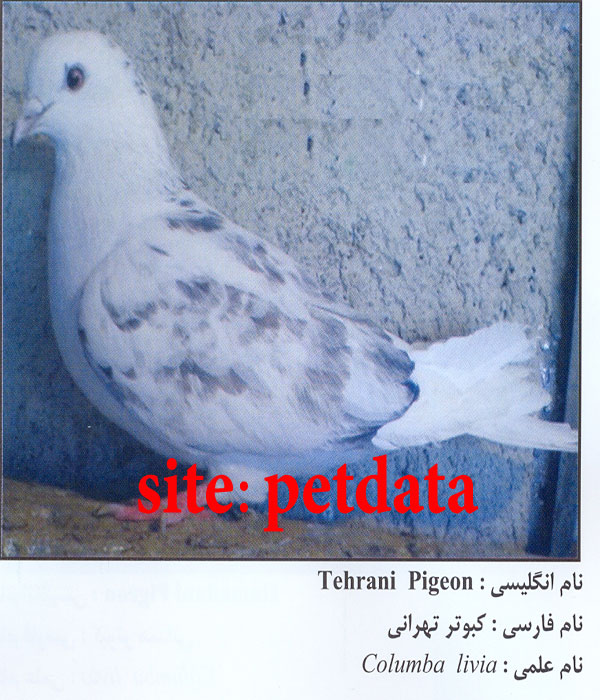 فروش کبوتر تهرانی