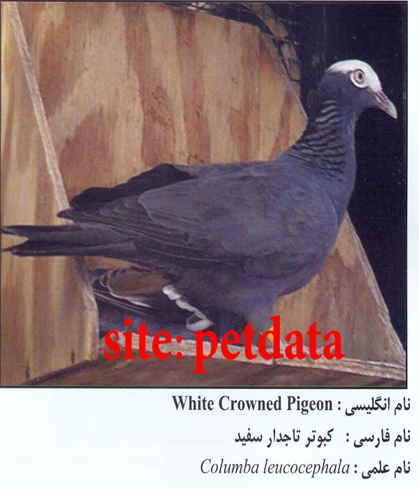 کبوتر تاجدار سفید