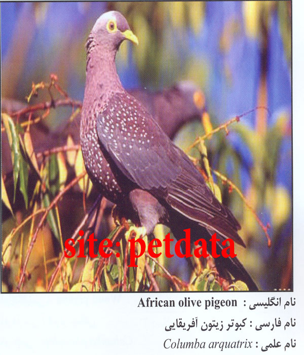 کبوتر زیتون آفریقایی