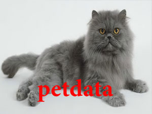 فروش گربه پرشین پت دیتا